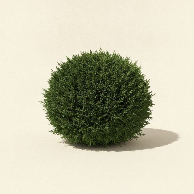 An evergreen shrub